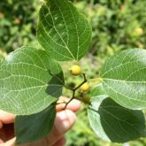 Chinese celtis leaf and immature fruit