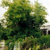 Chinese celtis plant in residential front yard