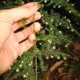 Climbing asparagus fern flower and leaves