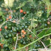 Climbing asparagus fern fruit