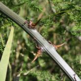 Climbing asparagus fern thorn