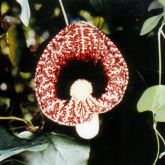 Dutchman's pipe flower