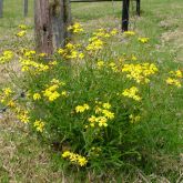 Fireweed plant form