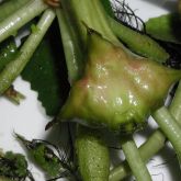 Floating water chestnut fruit