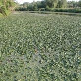 Floating water chestnut infestation