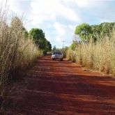 Gamba grass roadside infestation