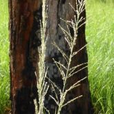 Giant rat's tail grass seed head