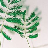 Giant sensitive plant leaf and stem