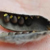 Gorse seeds