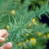 Gorse stem