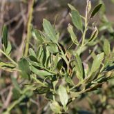 Groundsel bush leaves