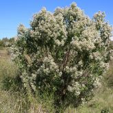 Groundsel bush plant form