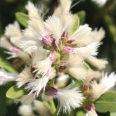 Groundsel bush flowers