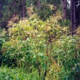 Hairy senna plant form