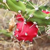 Harrisia cactus fruit, stem and spike