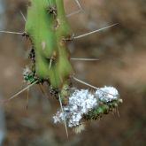 Harrisia cactus mealy bug