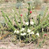 Harrisia cactus full plant form