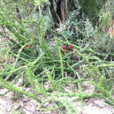 Harrisia cactus plant form