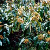 Harungana flowers