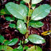 Harungana seedling