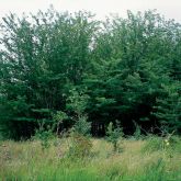 Honey locust infestation