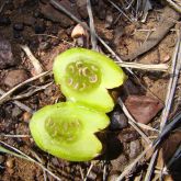 Hudson pear brown-spined fruit