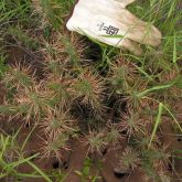 Hudson pear brown-spined plant form