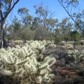 Hudson pear Lightning Ridge