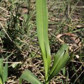 Hymenachne leaves