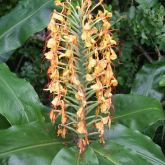 Kahili ginger flower and leaves