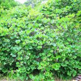 Kudzu plant form