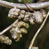 Madeira vine tubers