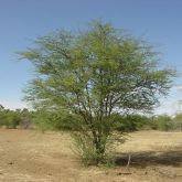 Mesquite (Prosopis pallida) plant