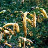 Mesquite (Prosopis velutina) flower