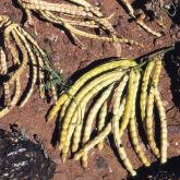 Mesquite (Prosopis velutina) pods