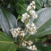 Miconia flowers