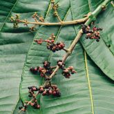 Miconia fruit pannicle