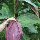 Miconia plant form