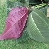 Miconia top and underside of leaves