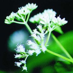 Mikania vine flowers