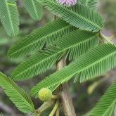 Mimosa pigra flower, leaves and stem