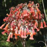 Mother-of-millions flower close-up