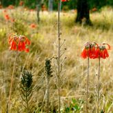 Mother-of-millions plant form in flower