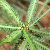 Parkinsonia leaves