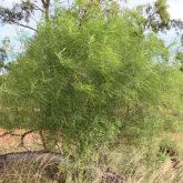 Parkinsonia plant not in flower