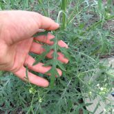 Parthenium leaf