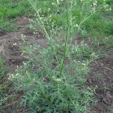 Parthenium plant form