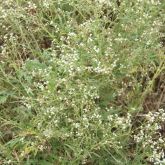 Parthenium plant with flowers