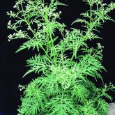 Parthenium plant