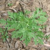 Parthenium seedling